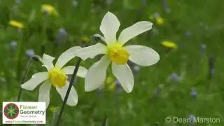 Flower Geometry International - Dean Marston 2016