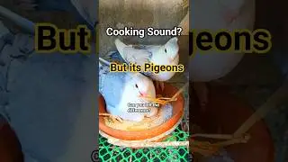 Pigeon&bull;ASMR
