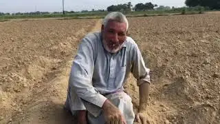 Makai ki kasht mai masroof| Kanoon| Chach Toll Plaza| ( Hazro Nartopa Attock )
