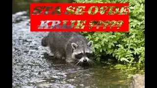 STA SE OVDE KRIJE ??? RAKUN LISICA LASICA SRNE #srbija #zivotinje #animal #wildcam #priroda