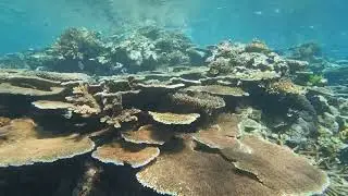 the great coral reef