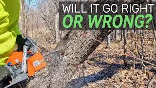 Rookie's First Bore Cut: How'd I Do? #perfection #chainsaw #husqvarna #newguy #treefelling