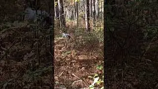 Ashpole Creek Bird Dogs #birddoife slow Mo Video pretty cool.