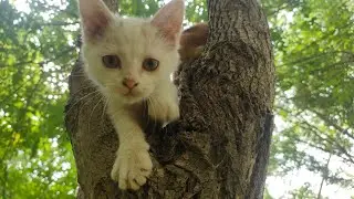 猫爪失手！从树上掉下来的小猫咪！A small cat that accidentally fell from a tree with its paws！#cat#dubbing