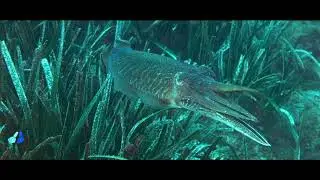 Sepiidae - Seppie - Sony R100 mk1