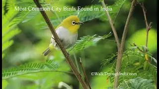 15 Most Common City Birds of India -  By Walk Through India