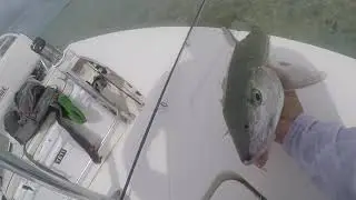 Bonefish Hide-and-Seek in South Andros