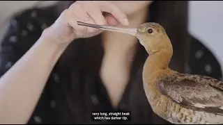 Meet the Black-tailed godwit (Limosa limosa) - Australian Museum