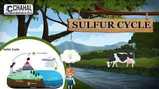 Sulfur Cycle for IAS/UPSC Civil Services Exam: Environment Simplified