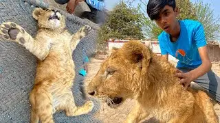 Lion baby ko mini zoo may lay aay | mini zoo may lion baby aa gaya