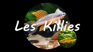 Les Killies 🐟 🐠 🐡
