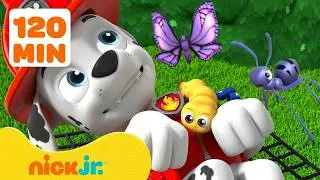 PAW Patrol | Rettung mit Insekten! 🐝 | 2 Stunden | Nick Jr. Deutschland