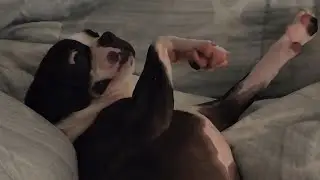 Caught My Dog Red Handed | He Tried To Play It Off