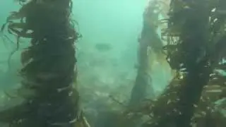 Stingray Bay