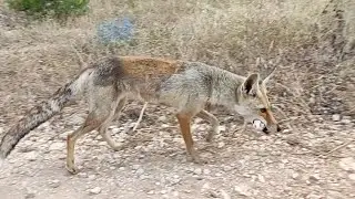 Came to feed my friends from the forest #cats #fox
