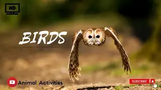 BIRDS in Full HD - Animal Activities film with relaxing music