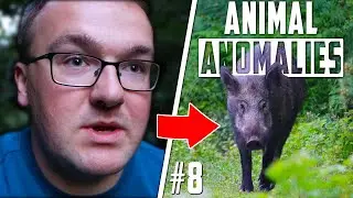 WILD BOAR In The UK? Here's WHERE To FIND Them! | (Animal Anomalies)