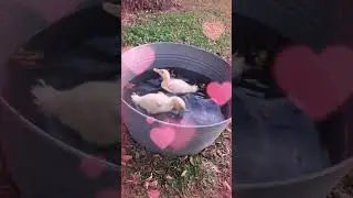 Ducklings' Splash Party in a Bucket! 🦆💦 #ducks #animals  #cute #funny
