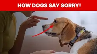 8 SHOCKING Ways Dogs Say Sorry!