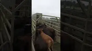Weighing Livestock On-site Increases Profits