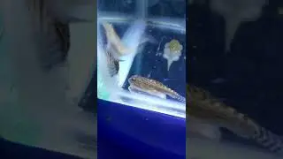 Ikan hias aquascape sewellia (algaeter)