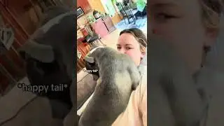 BEST OF PITBULL REACTIONS (FUNNY COMPILATION)
