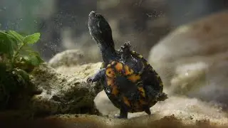 Hatchling Season - Baby Stinkpot Turtle