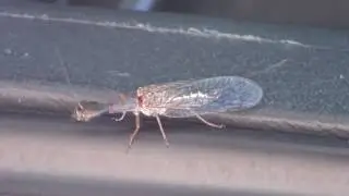 Верблюдка (Raphidioptera)