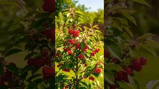 Grafting a cherry tree to make it grow faster and bear fruit sooner #grafting #growth #amazing