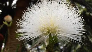 CALIANDRA BLANCA: Calliandra haematocephala Alba (www.riomoros.com)