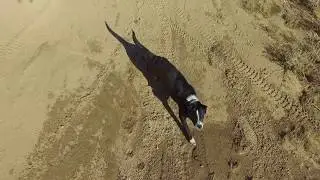Dog walk. Filmed with DJI Phantom drone.