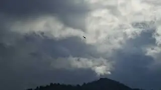 EL VUELO DE UN JIENNENSE RAZA ANTIGUA.