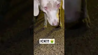 🤮 Um no. Jake the silver lab vs a slimy worm! #silverlab #dog #animals