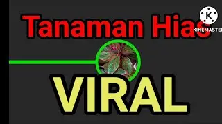 Tanaman Paling Viral 2022