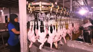 The best Chicken Processing Company in Osun State