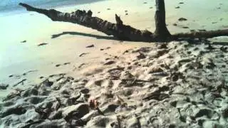 Tentsite Koh Rawi