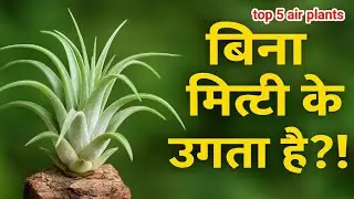 5 Best Air Plants | मिट्टी के बिना उगने वाले पौधे | Easy Indoor Plants for Beginners