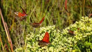 Gulf Fritillary or Passion Butterflies in vast numbers near Pensacola Beach