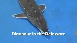 Delaware Riverkeeper Network Atlantic Sturgeon Dino in the Delaware