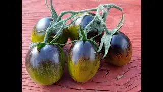 2022 September - Picking the tomatoes and a potato reveal