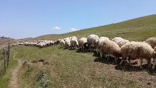Shepherd taking sheep to pasture