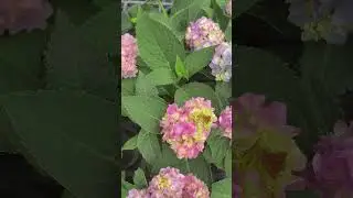 繡球花，粉紅色，天青色，其花色會隨著土壤酸鹼度而變化，因此也被稱為天然酸鹼指示劑 #foryou #garden #plants #nature #shorts #flowers #butterfly