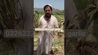 #g1garlic #farming #ytshorts