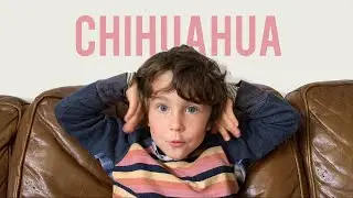CHIHUAHUA | fleaBITE