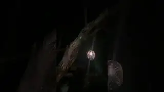 Glowing Lanterns, Big Dreams