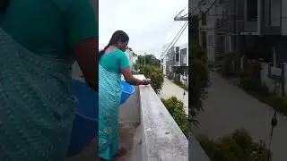 how to feed parrots #shorts