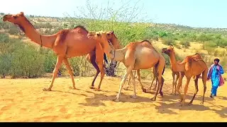 Thari Camels With Baby  | Camel Groups | Camels Race #tharigeet