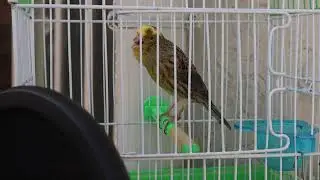 original canary lizard singing