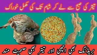 Teetar ki khorak || Francolins feed || Teetar feed || Dakhni teetar Irani teetar black teetar feed