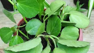 cissusrotundifolia Plant @omersgarden7659